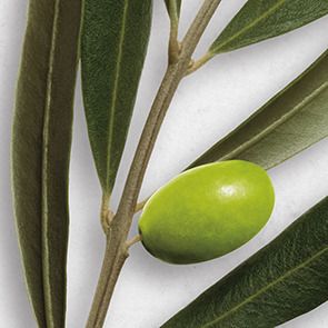 OLIVE OIL EXTRACT